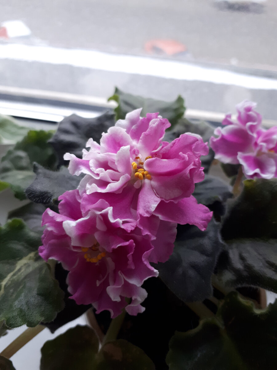 В честь праздника совсем расцвела!