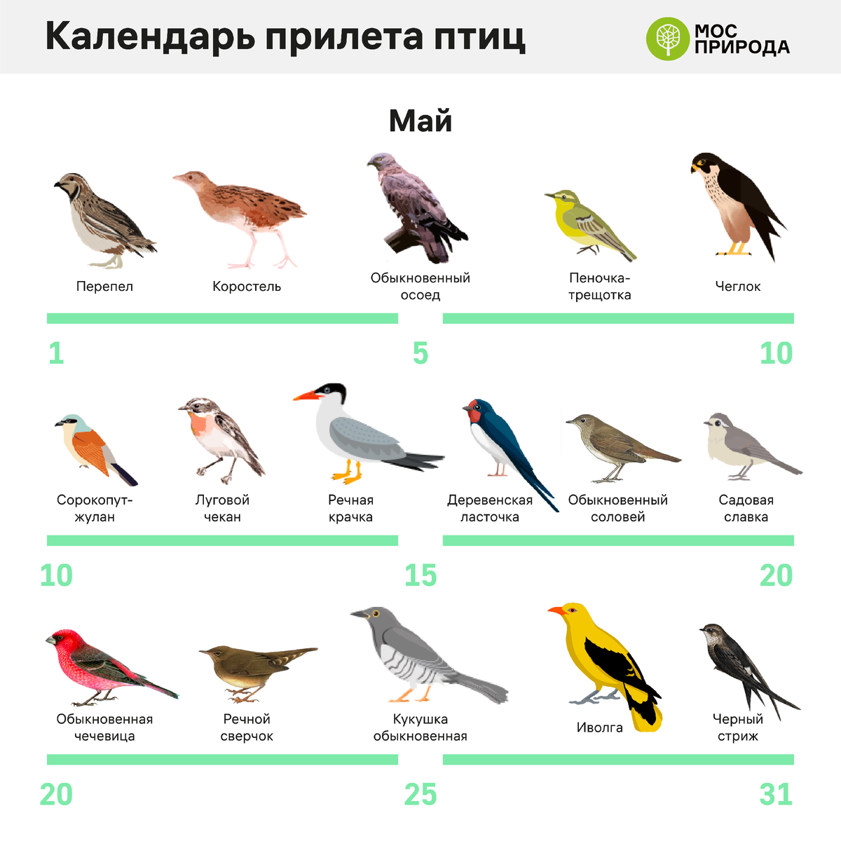 Птицы которые прилетают весной картинки для детей