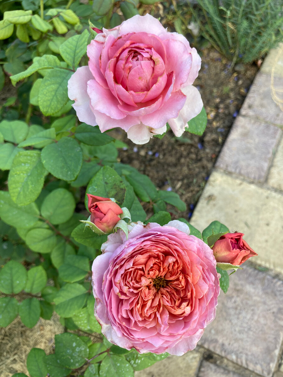 На фото распустившегося цветка отчётливо видна разница между более светлым и холодным окрасом каймы и ярким тёплым цветом середины.    