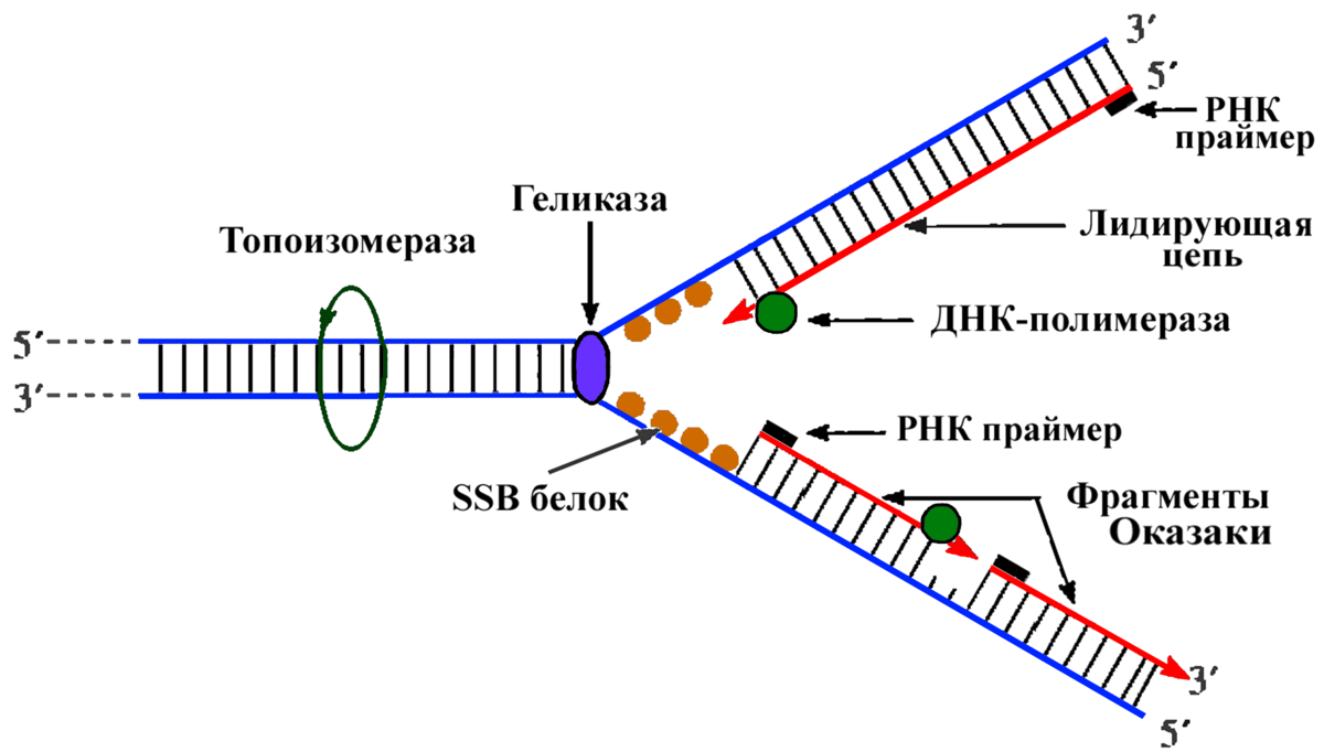 Репликация днк полимераза рибонуклеотиды. Схема репликации ДНК эукариот. Схема репликативная вилка биохимия. Схема процесса репликации ДНК. Репликация ДНК биохимия этапы.