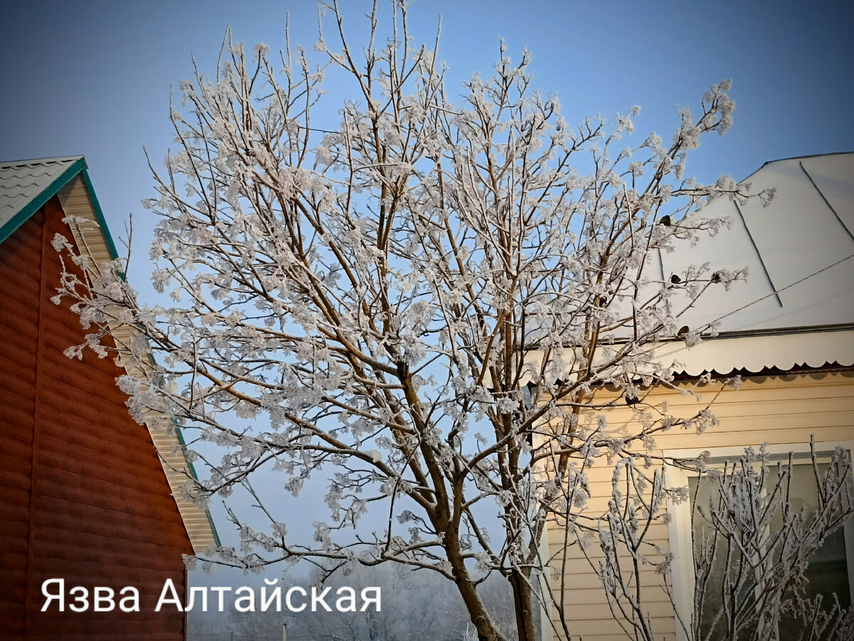 Птички на снежном дереве. 