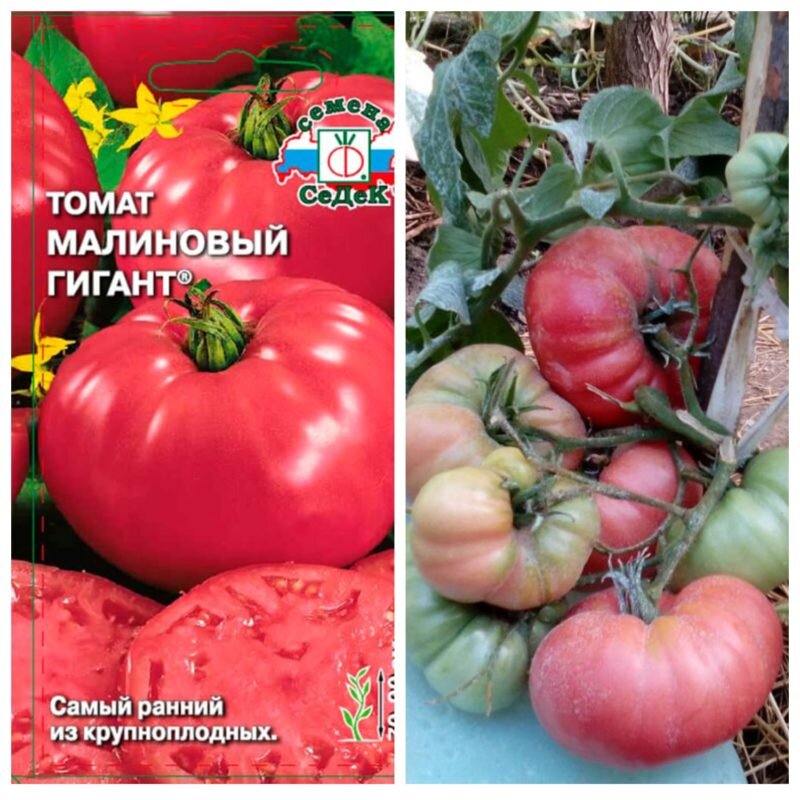 Томат Малиновый гигант: описание сорта помидоров, характеристики, посадка и выращивание, болезни и вредители, отзывы