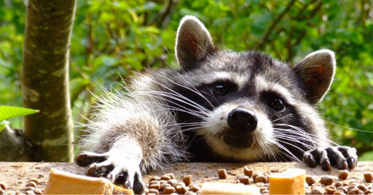 Милый воришка енот 