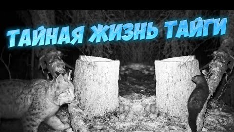 ЭЛЕМЕНТЫ ТАЙНОЙ ЖИЗНИ ТАЁЖНЫХ ОБИТАТЕЛЕЙ. ВКУСОВЫЕ ПРЕДПОЧТЕНИЯ КУНИЦЫ.