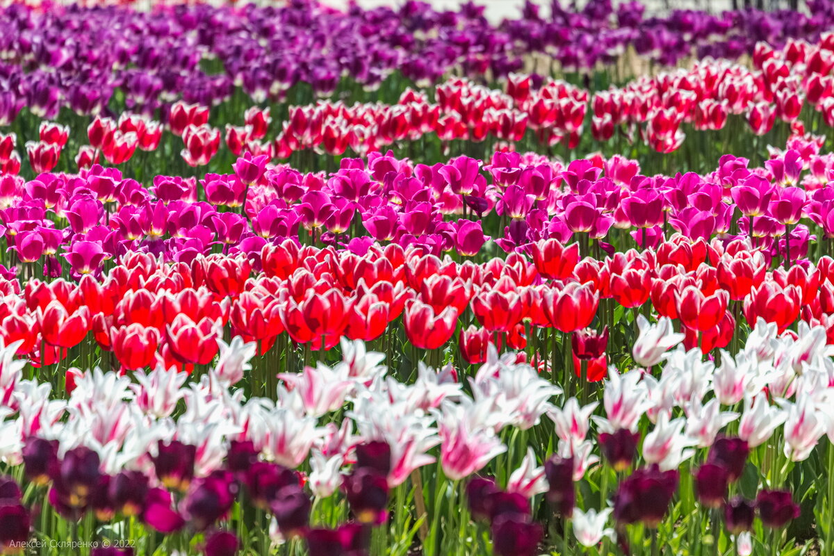 выставка тюльпанов в аптекарском огороде 2022 фото. ботанический сад мгу аптекарский выставка тюльпанов. аптекарский огород тюльпаны 2023. фестиваль тюльпанов в питере 2023. аптекарский огород март 2023.