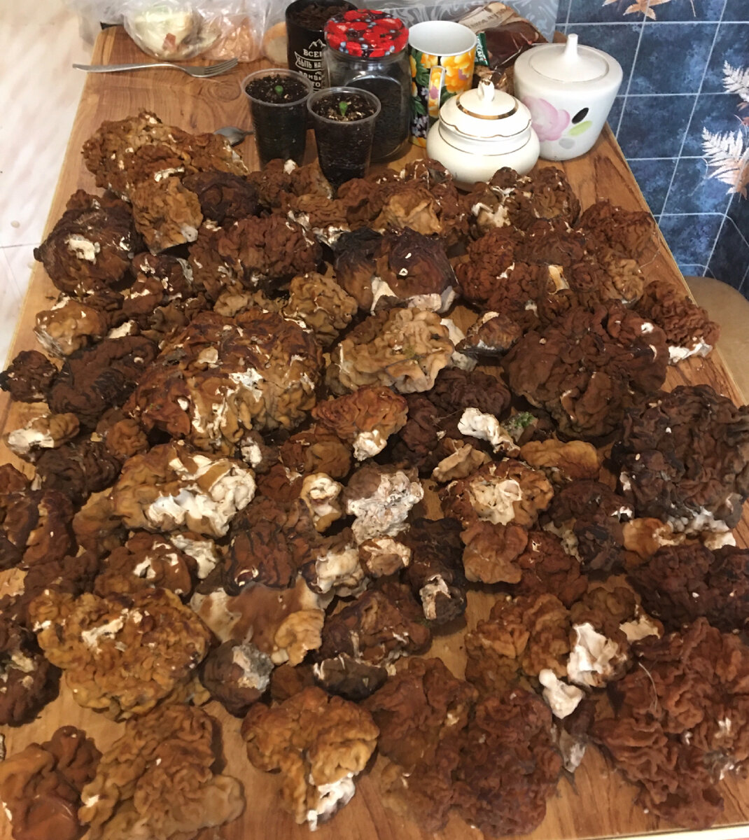 Строчки гигас