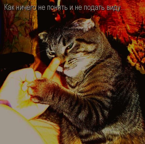 Наш кот Няш