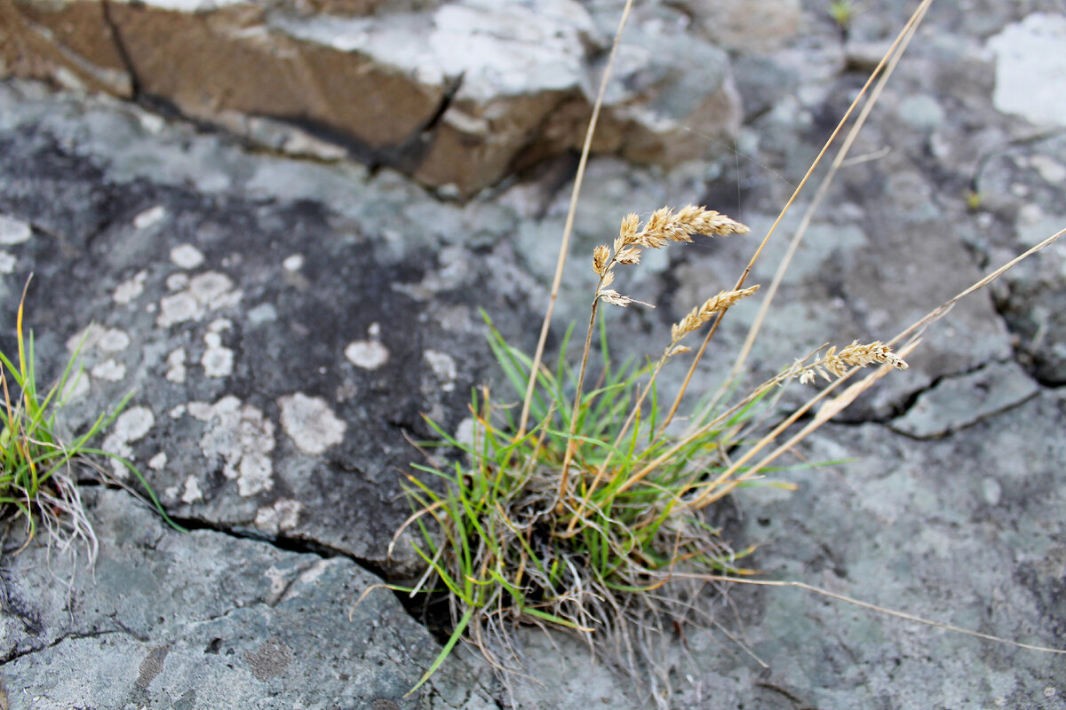 Травка в скале у моря. Фото автора