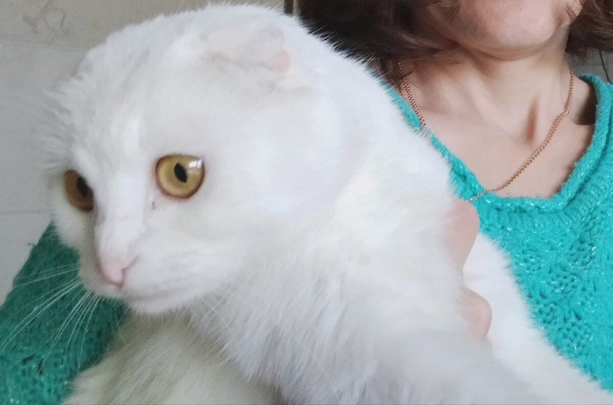 Породистых животных в Нефтекамске выбрасывают в подростковом возрасте и покупают новых котят. Это местная забава. Мы не можем изменить людей, но можем вывезти котиков. 