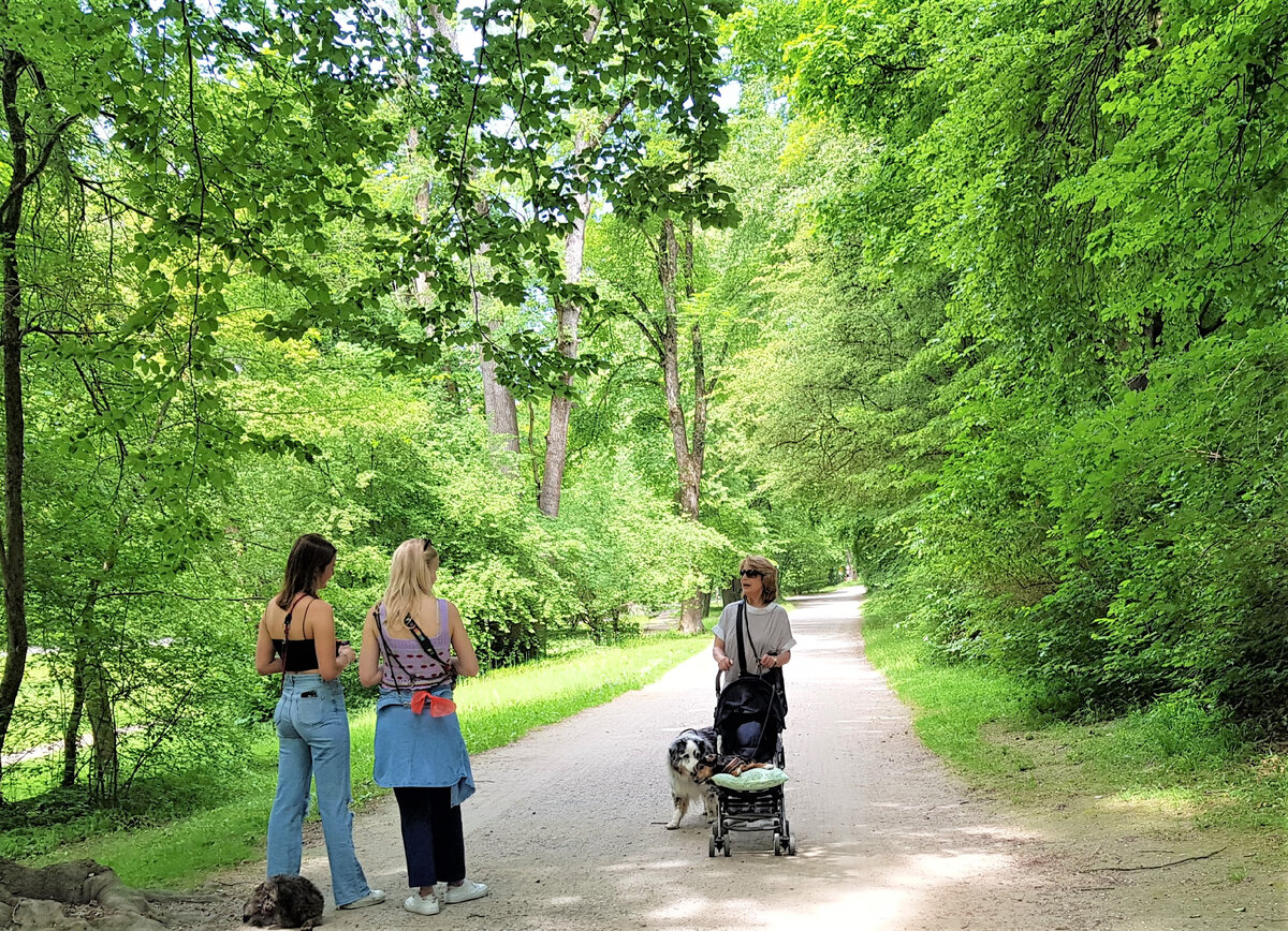 Собаки в детских колясках. Мюнхен, Английский сад, 3.06.2022