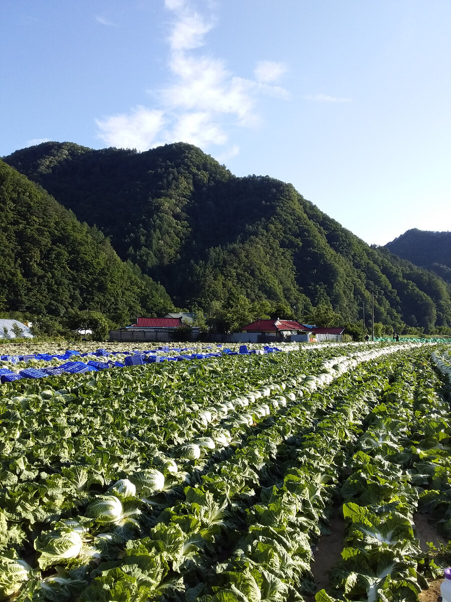 Капустные поля