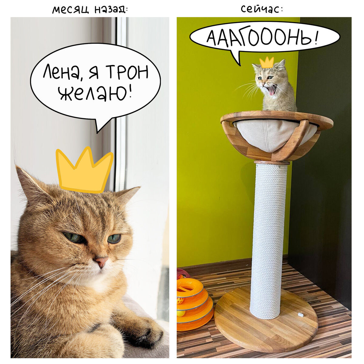 Да и в целом ведь можно просто купить котику когтеточку — и проблема решена! (на фото — Белочка-Богиня-Глаза-Океаны)