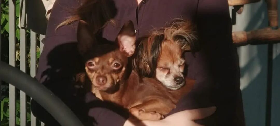 2 истеричные мелочи и 1 разумная собака )))