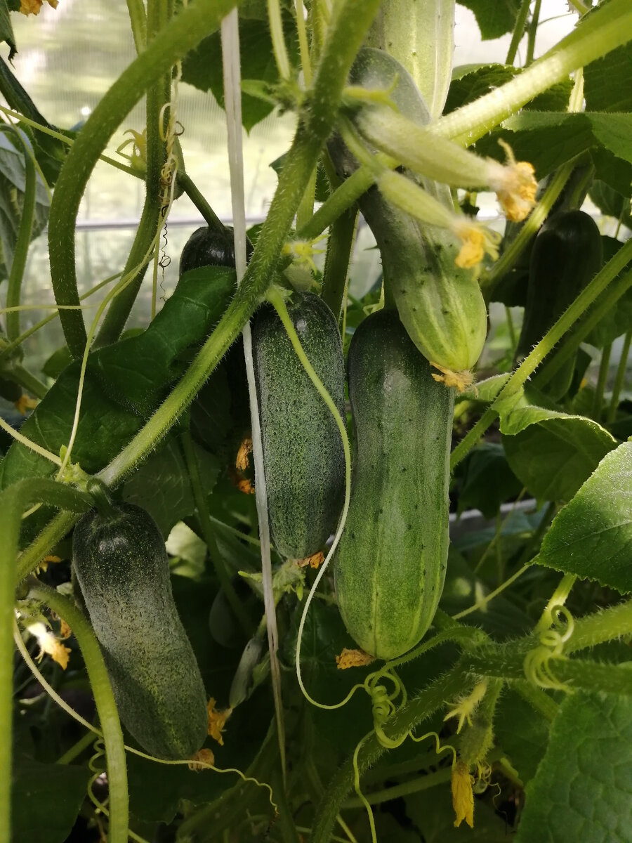 Подкормки помогают поддерживать плодоношение огурцов. 