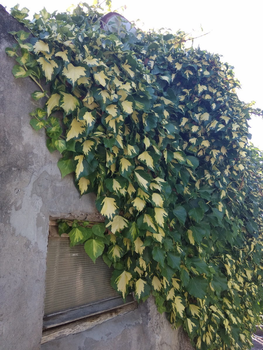 Постепенно закрывается стена старого сарая!!!👍