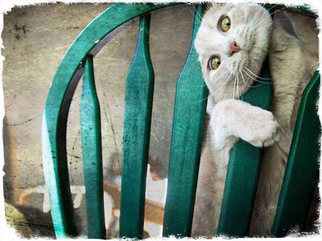 Кот запутался. Кот запутался в пакете. Кот запутался. Кот застрял. Запутался в нитках.