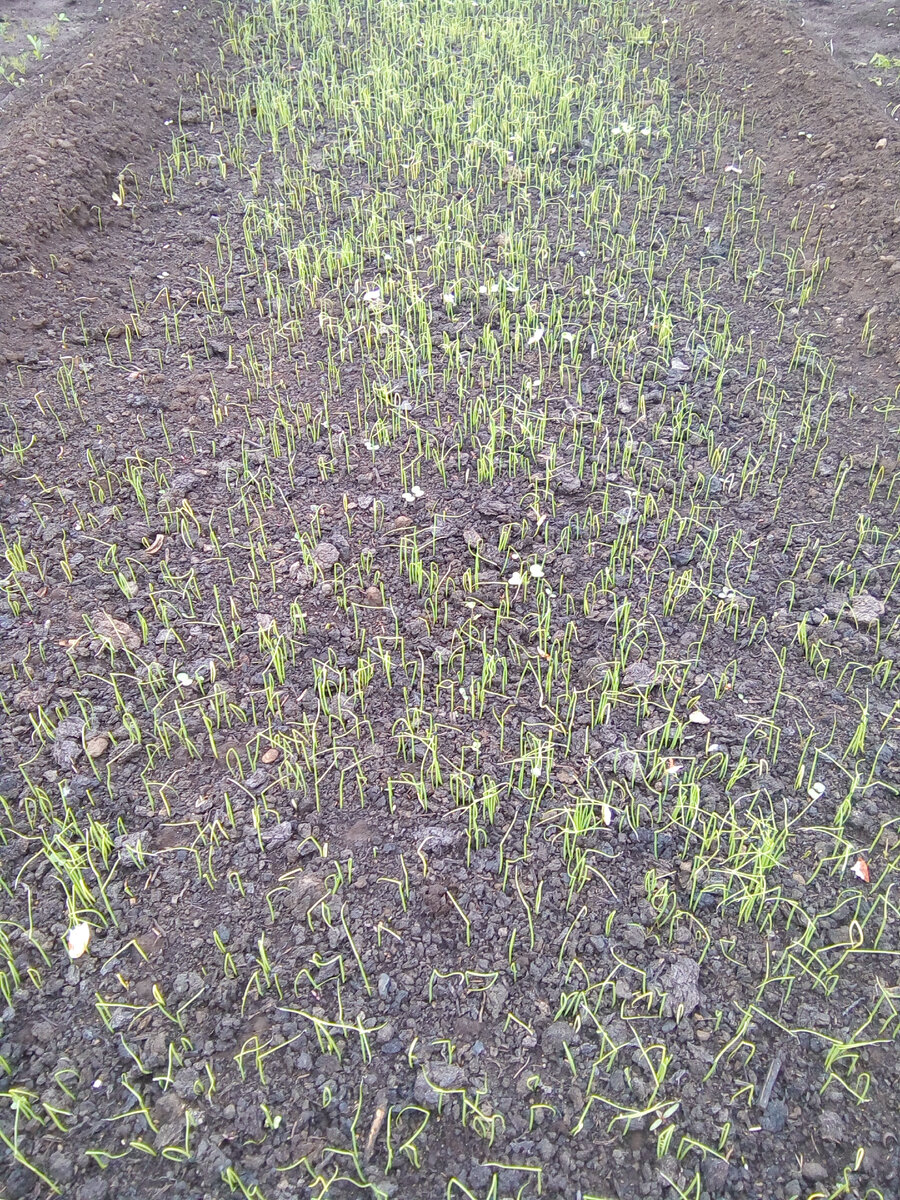 Семена посеяла, они взошли