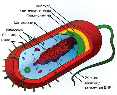 На данном фото мы видим прокариотическую клетку в разрезе