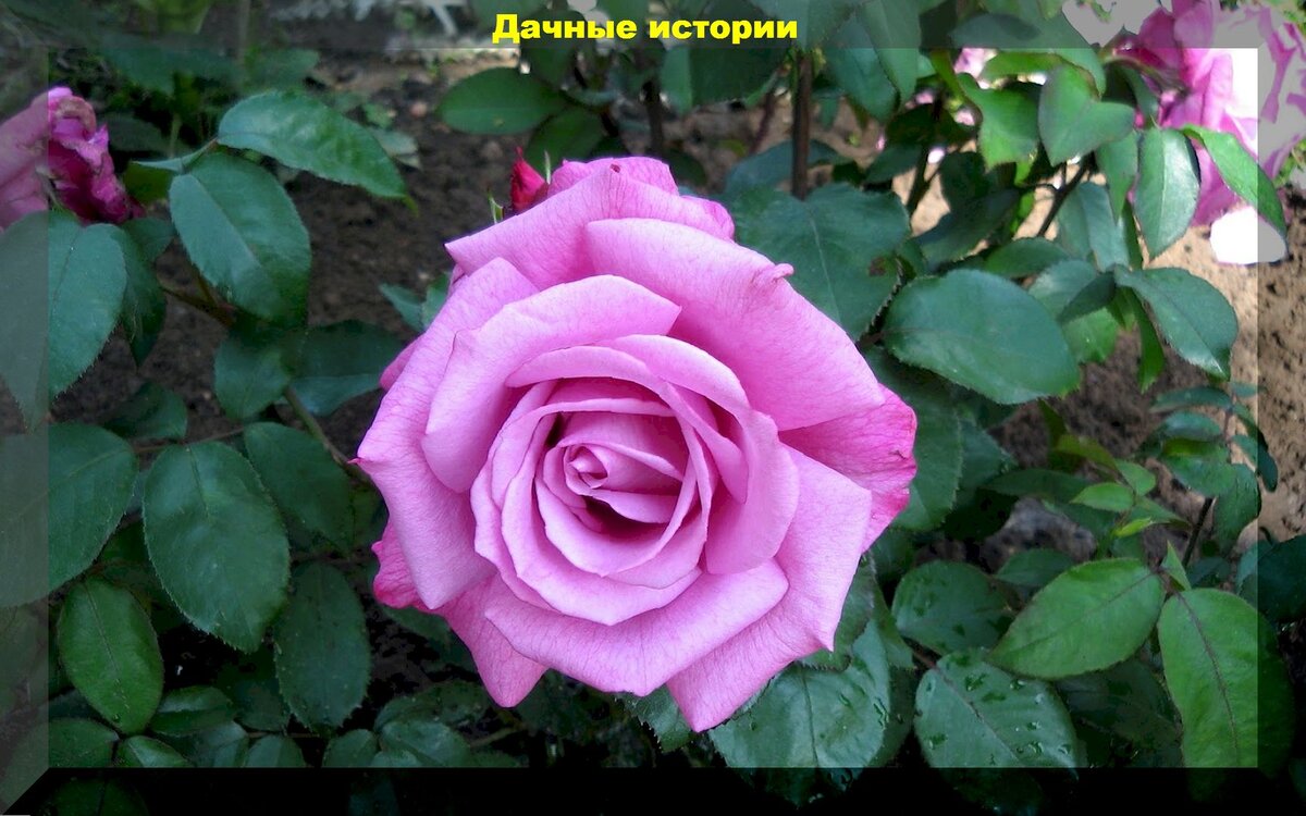 https://vk.com/photo-159774511_457254619