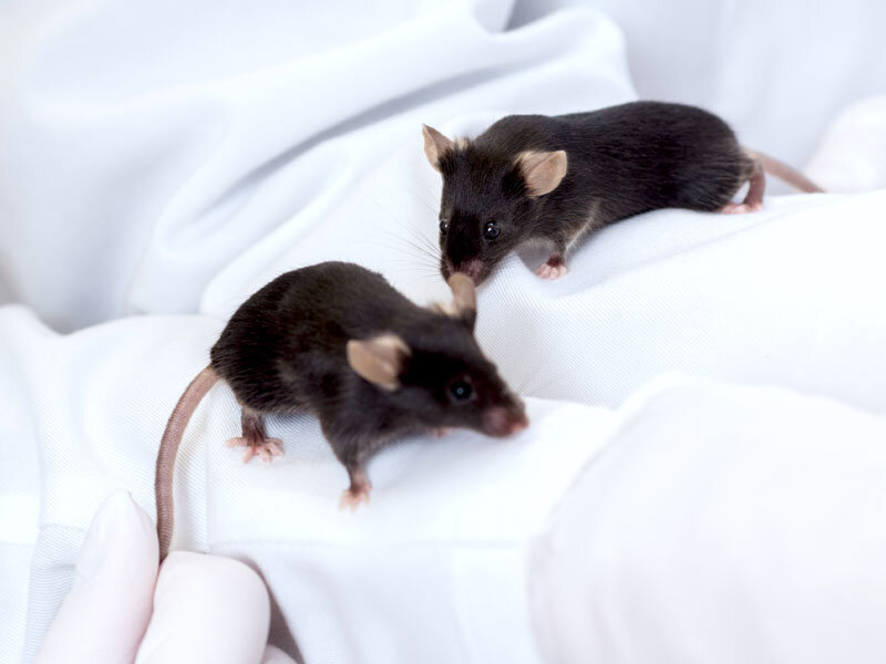 Две черные лабораторные мыши C57Black/6 // Источник: https://www.freepik.com/