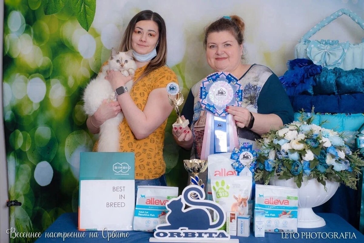 Фото Кэрри с мартовской выставки. Награждение лучшего в породе.#выставкакошек #титулы #кошки #священнаябирма #животные 