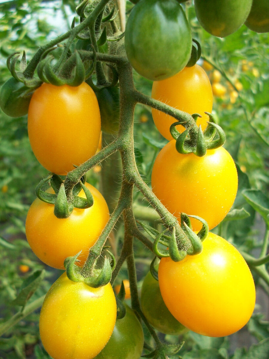 Томат Вишня желтая от агрофирмы "Гавриш"