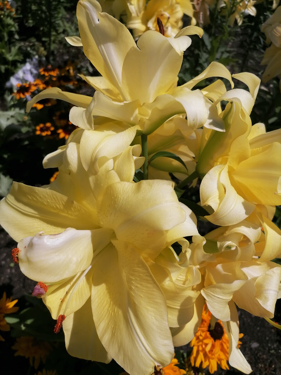 Огромные цветки лилий