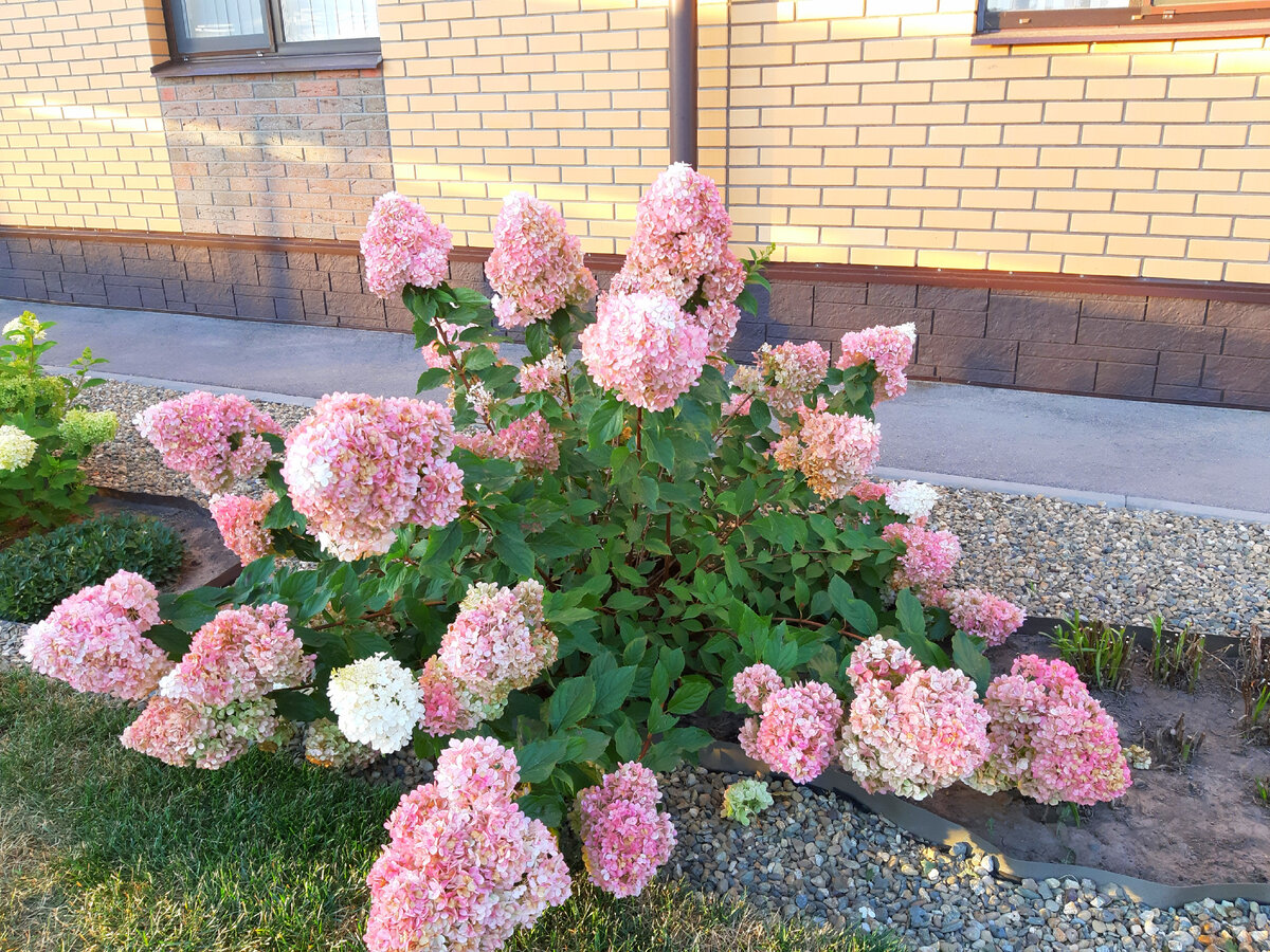 Ванилла Фрайз