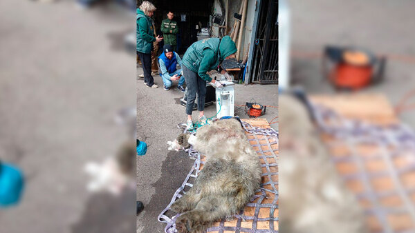 Пострадавшая медведица с острова Диксон по-прежнему не может ходить. Обложка © Telegram / Светлана Радионова