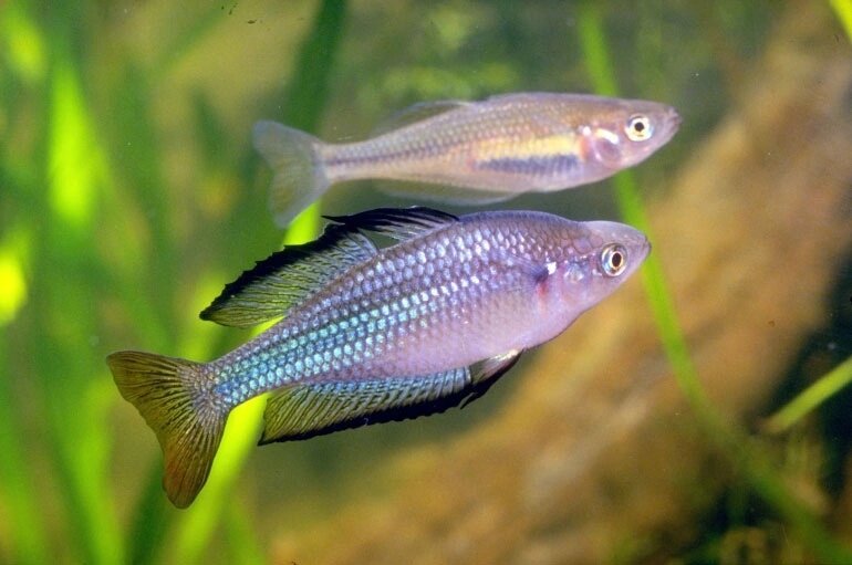Принадлежит семейству Melanotaeniidae. Неприхотлива, проста в содержании и разведении, совместима со многими другими видами рыб, а также обладает красивой окраской тела.