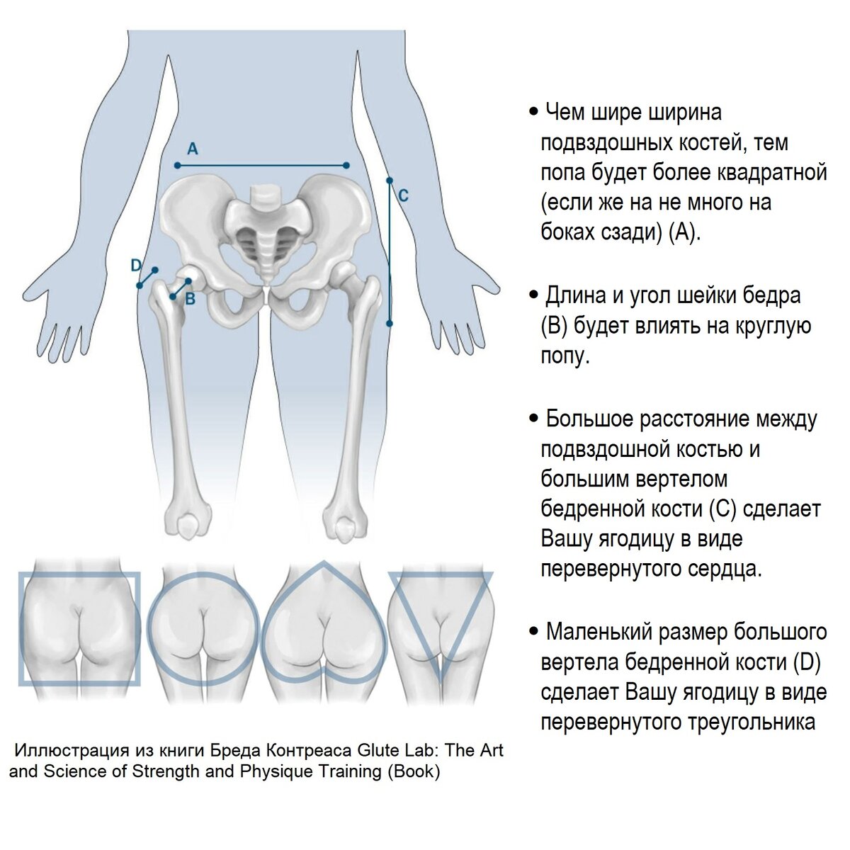 Как превратить квадратную попу в круглую (12 лучших упражнений) | Железный спорт | Дзен