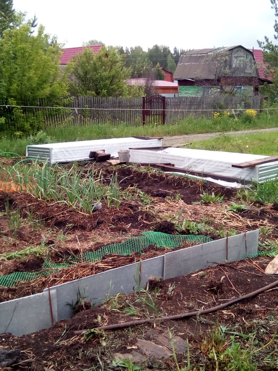 Капуста высажена под укрывной в высокую грядку.