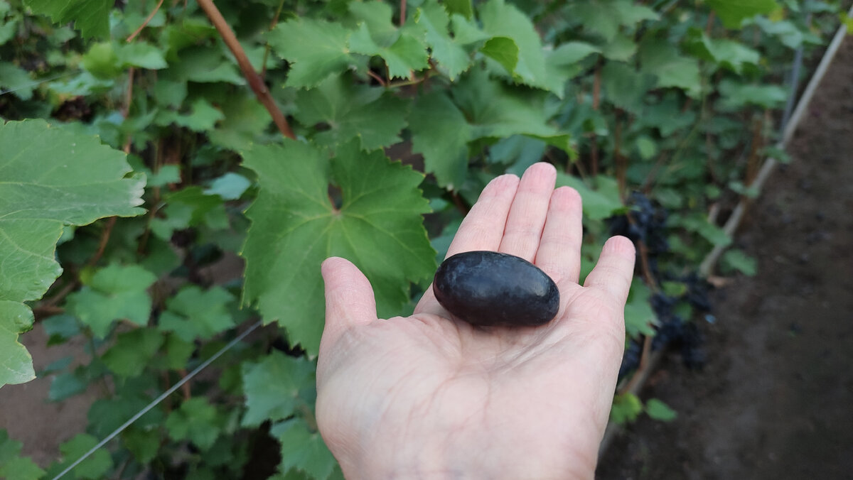 Большому куску рот радуется, большим ягодам тоже)))) 
