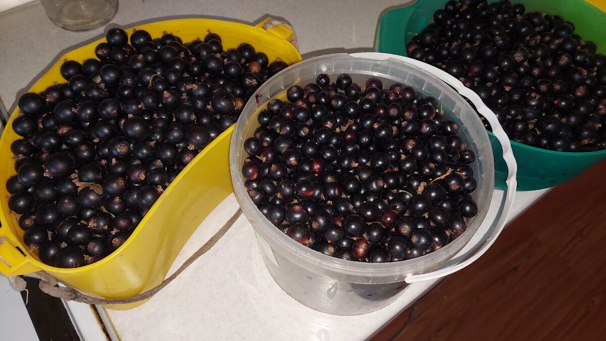 Урожай. Муж собирал.