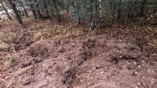 В поисках еды, кабаны накопали в лесу глубокие ямы. Показываю