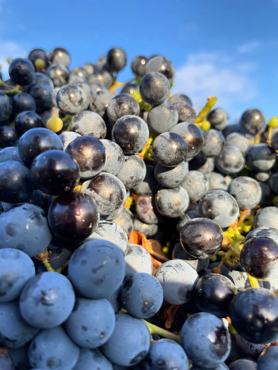 В этом году Каберне Совиньона просто горы!