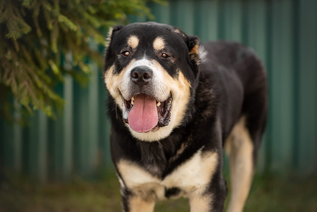 Котик находится в Кожуховском приюте Москва www.vao-priut.info 