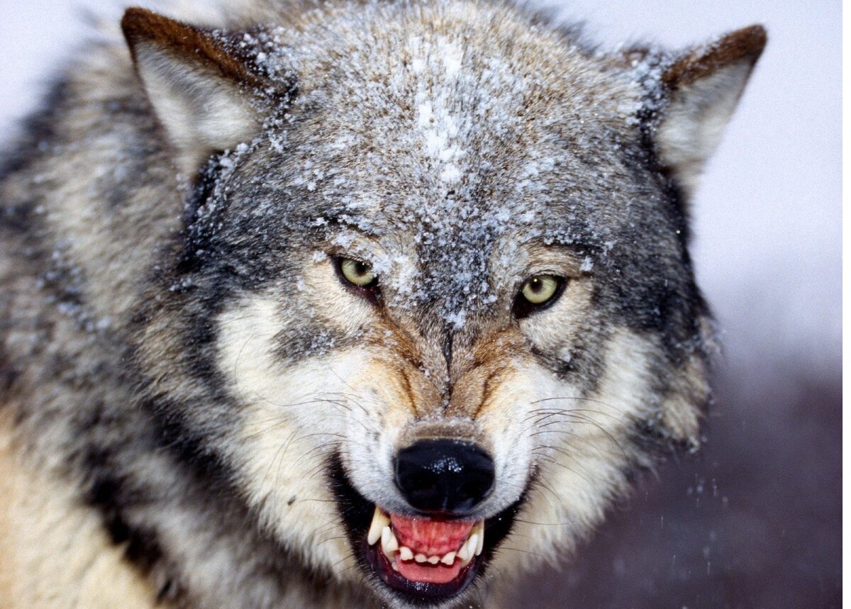 Фото из открытого доступа