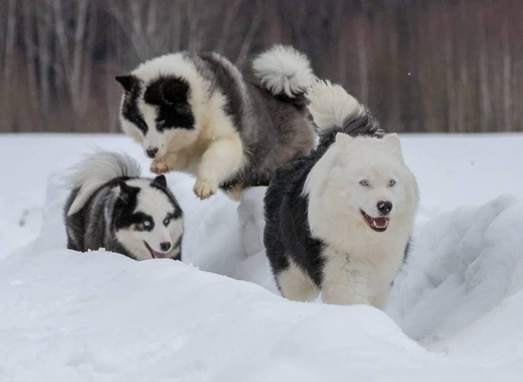 Те самые школьники, которые не пошли в школу из-за морозов, но теперь гоняют по двору и лепят снеговиков во дворе. 