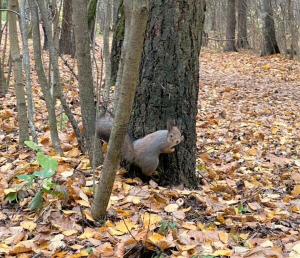    Фото: Светлана Лобова. UG.RU