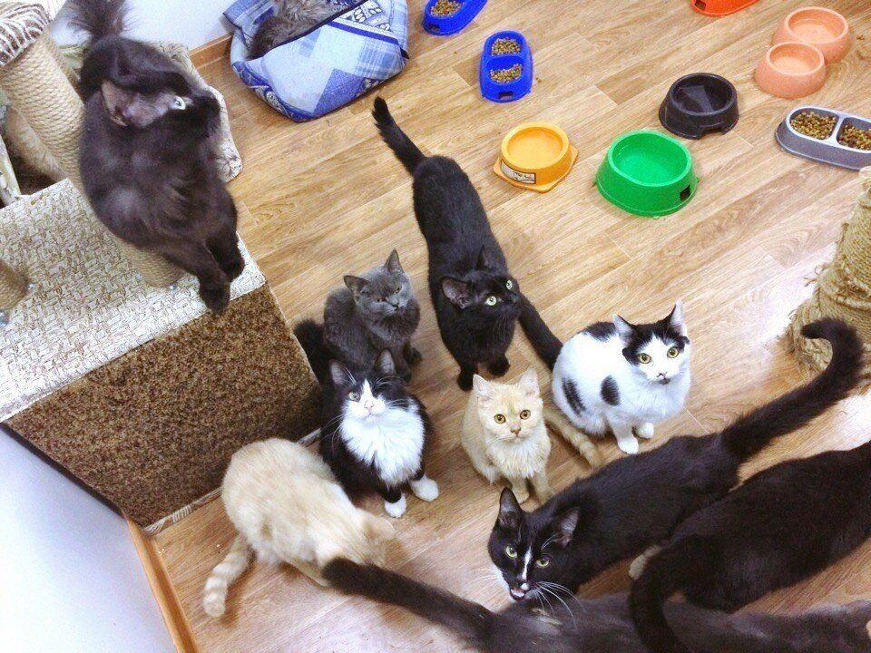 Кошкин дом пару лет назад