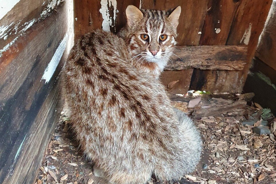     Пациенты оказались полностью здоровы. Фото: национальный парк «Земля леопарда».
