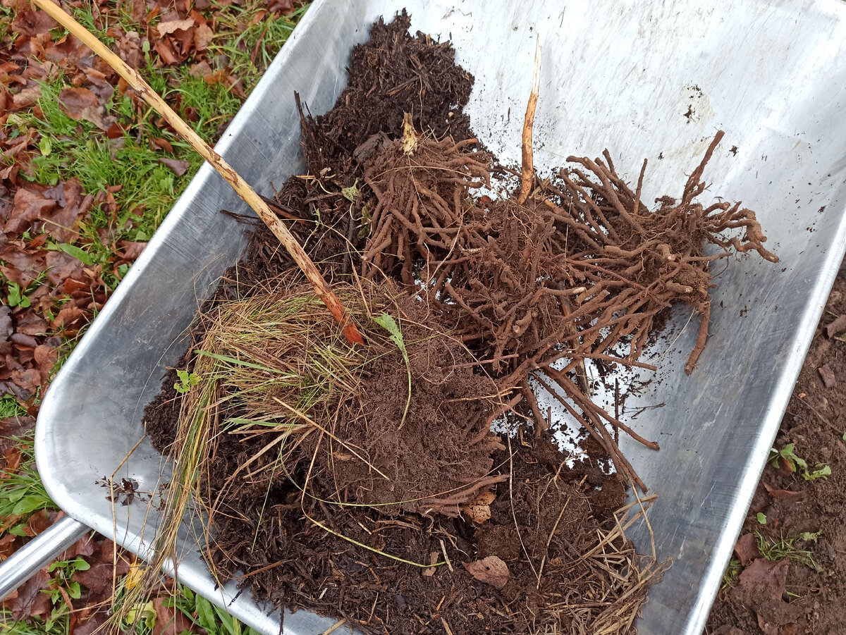 Корневища спаржи