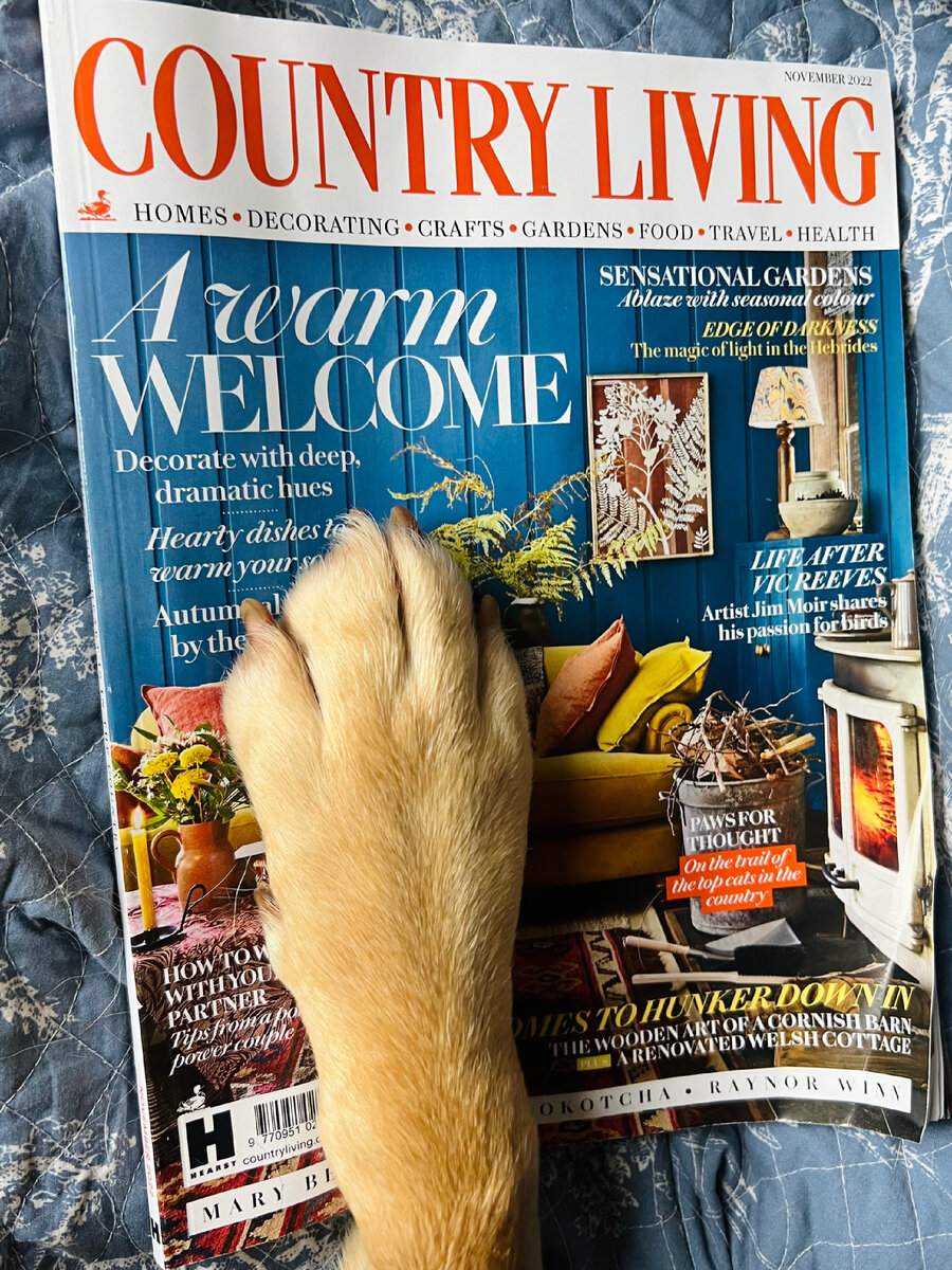 Ноябрьский номер журнала "Деревенская жизнь" за 2022 год понравился и моей собаке Куки. Фотография из личного архива. 