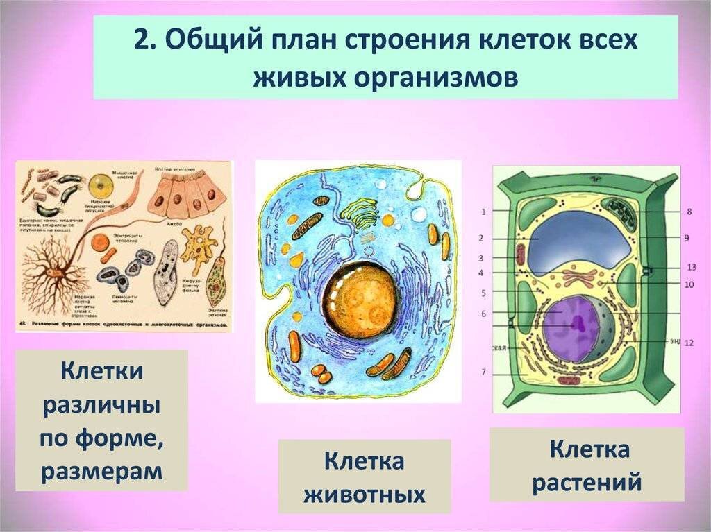 Строение клеток всех живых организмов. Яндекс-картинки.