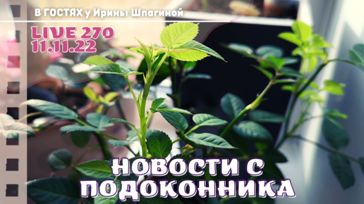 Новости с подоконника 🌺 LIVE 270