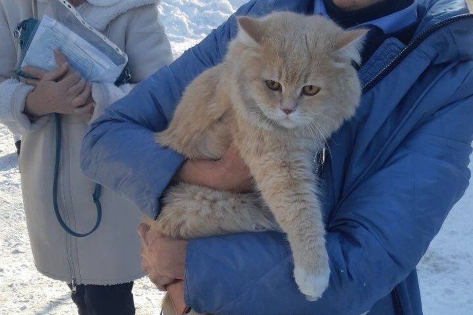     Упитанный кот оказался неповоротлив, поэтому сам не смог спуститься  ГУ МЧС по Иркутской области