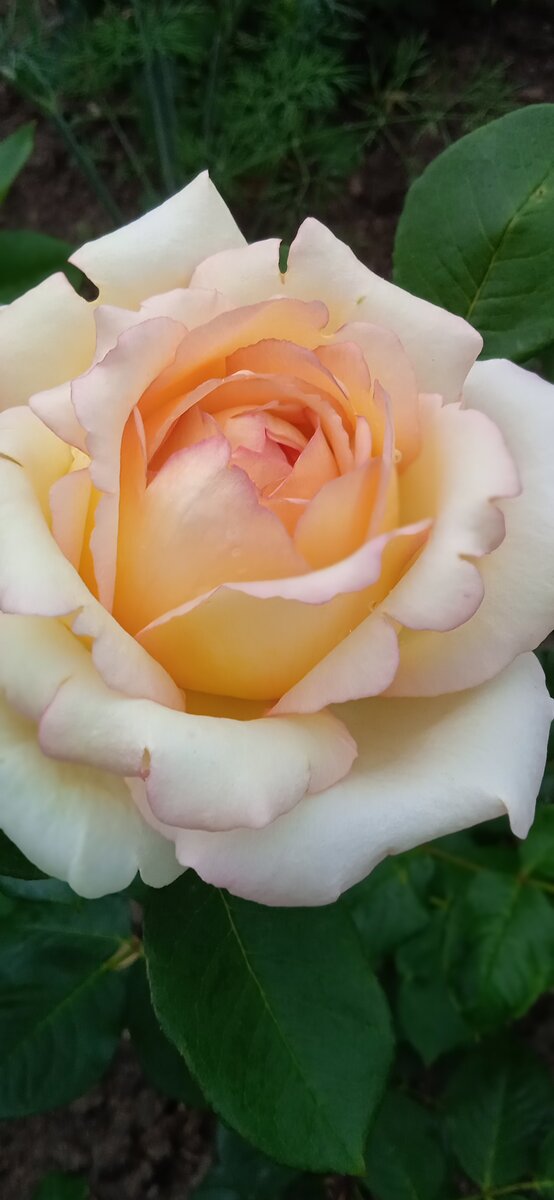 теплый свет в окне 