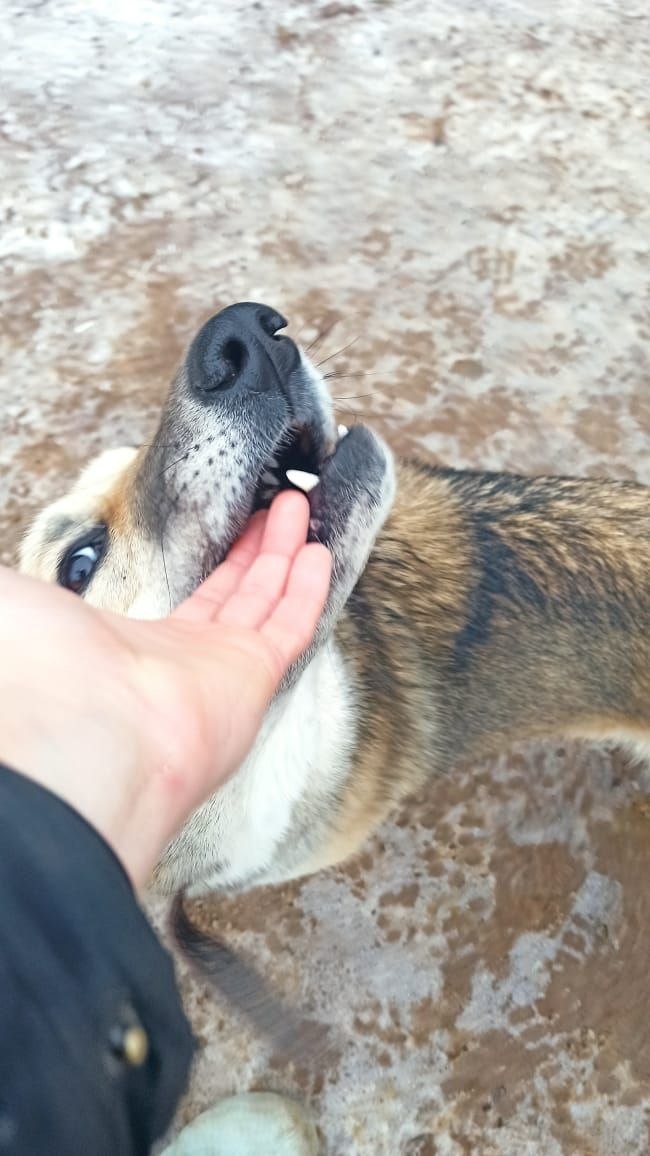 Ласковая Корица пережила драматичечкую историю с аварией. Её жизнь могла бы уже оборваться в щенячестве. Но её спасла Елена. 