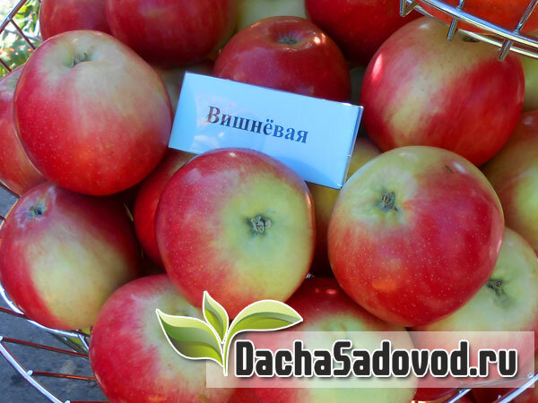 Яблоки сорт Вишнёвая - фото автора (dachasadovod.ru)